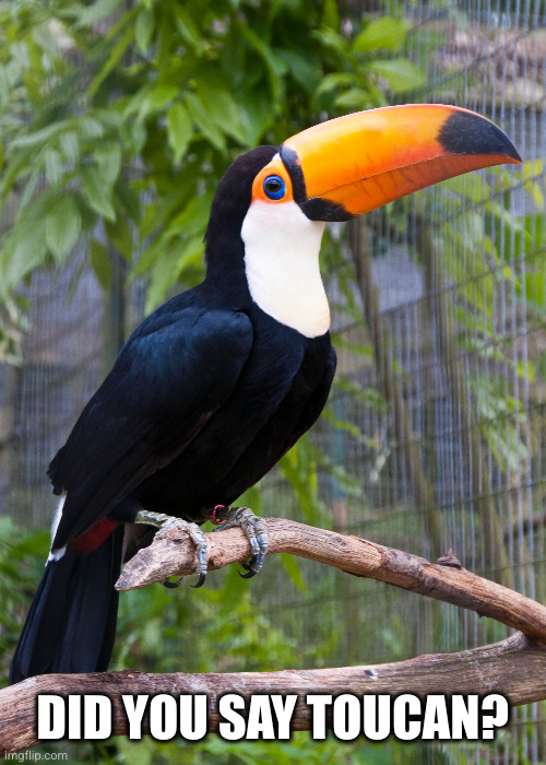 toucan | DID YOU SAY TOUCAN? | image tagged in toucan | made w/ Imgflip meme maker