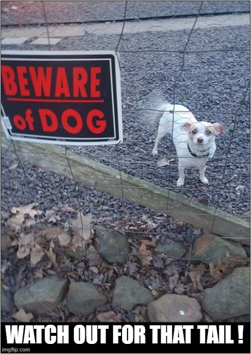 I Don't Feel That Concerned ! | WATCH OUT FOR THAT TAIL ! | image tagged in dogs,beware,waggy tail | made w/ Imgflip meme maker