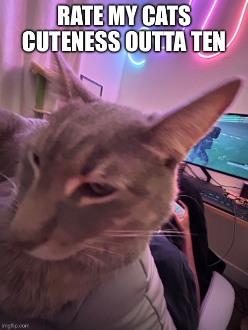 RATE MY CATS CUTENESS OUTTA TEN | made w/ Imgflip meme maker