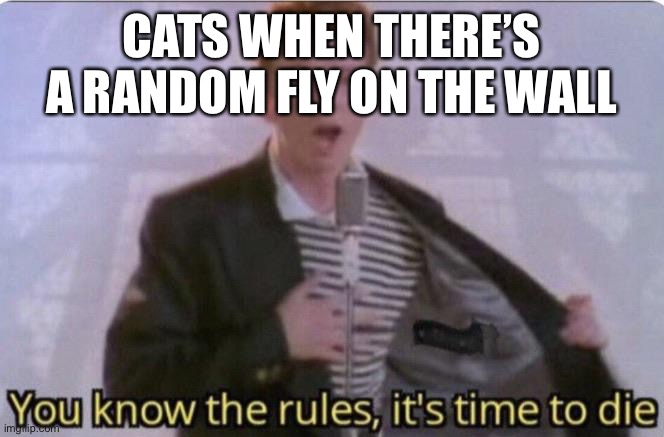 You know the rules its time to die | CATS WHEN THERE’S A RANDOM FLY ON THE WALL | image tagged in you know the rules its time to die | made w/ Imgflip meme maker