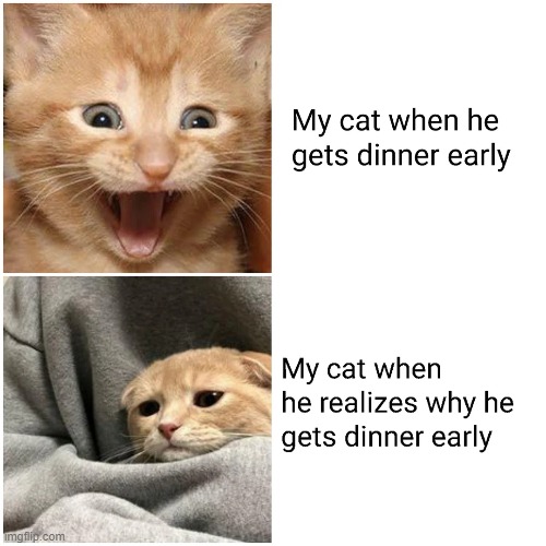 He only gets dinner early if I'm out all night. | image tagged in memes,funny,cats,relatable | made w/ Imgflip meme maker