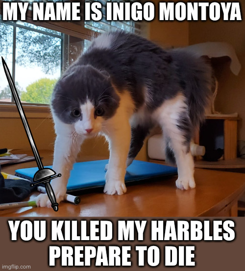 Angry cat | MY NAME IS INIGO MONTOYA; YOU KILLED MY HARBLES
PREPARE TO DIE | image tagged in angry cat | made w/ Imgflip meme maker