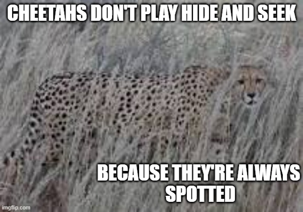 memes by Brad - Why cheetahs don't play hide and seek | CHEETAHS DON'T PLAY HIDE AND SEEK; BECAUSE THEY'RE ALWAYS
 SPOTTED | image tagged in funny,cats,kittens,cheetah,hide and seek,humor | made w/ Imgflip meme maker