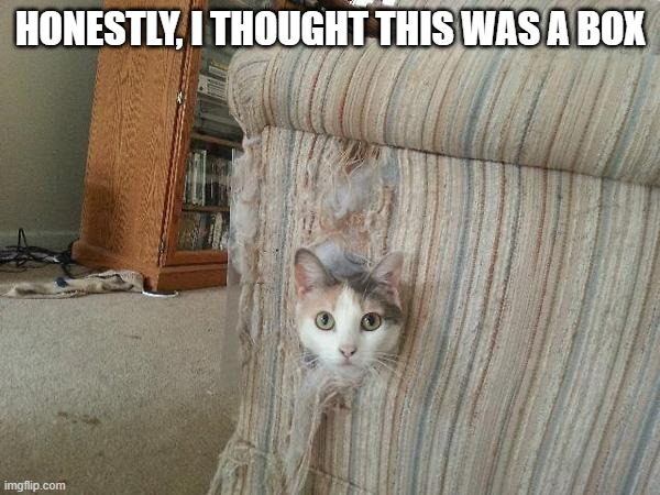 Memes by Brad - My cat thought the couch was a box - humor | HONESTLY, I THOUGHT THIS WAS A BOX | image tagged in funny,cats,kitten,funny cat memes,humor,box | made w/ Imgflip meme maker