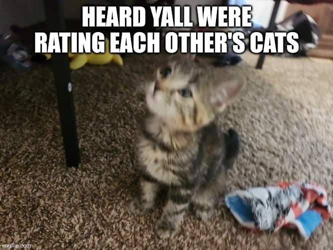 HEARD YALL WERE RATING EACH OTHER'S CATS | made w/ Imgflip meme maker
