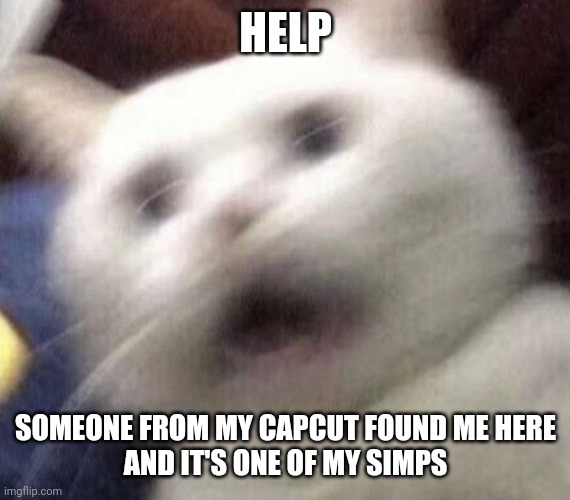 AHHHHH | HELP; SOMEONE FROM MY CAPCUT FOUND ME HERE
AND IT'S ONE OF MY SIMPS | image tagged in cat shaking | made w/ Imgflip meme maker