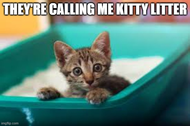 memes by Brad - They're calling this kitten "kitty litter" | THEY'RE CALLING ME KITTY LITTER | image tagged in funny,cats,kitten,litter box,humor,funny cat memes | made w/ Imgflip meme maker