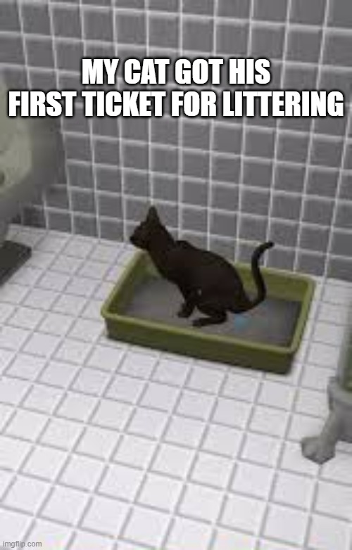 memes by Brad - My cat got a ticket for "littering" | MY CAT GOT HIS FIRST TICKET FOR LITTERING | image tagged in funny,cats,kitten,funny cat memes,littering,humor | made w/ Imgflip meme maker