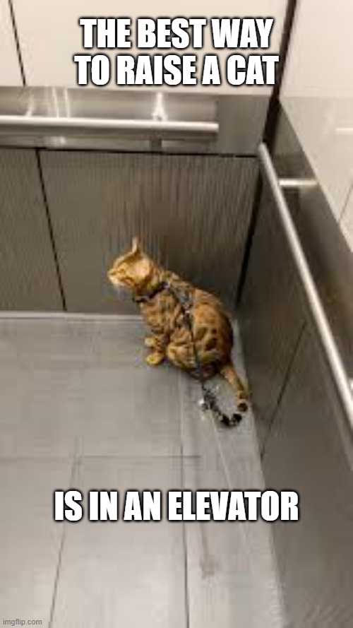 memes by Brad - The best way to raise a cat is in an elevator - humor | THE BEST WAY TO RAISE A CAT; IS IN AN ELEVATOR | image tagged in funny,cats,funny cat memes,humor,cute kittens,kitten | made w/ Imgflip meme maker