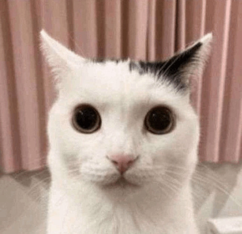 serious cat Blank Meme Template