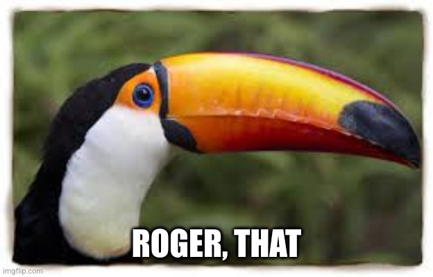 toucan | ROGER, THAT | image tagged in toucan | made w/ Imgflip meme maker