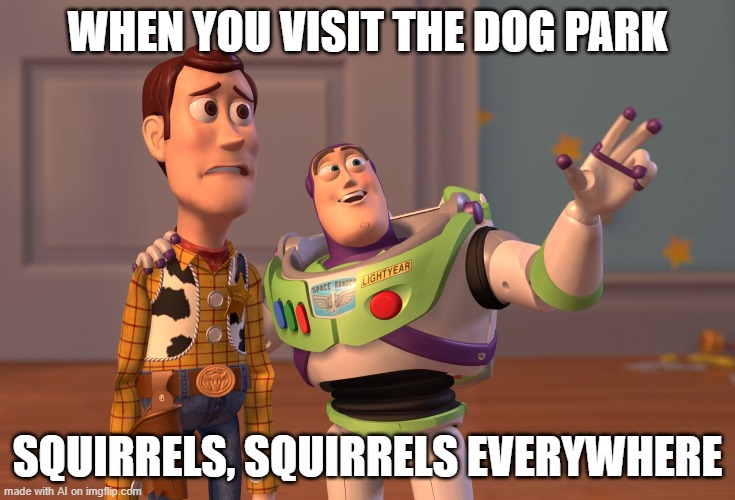 ... | WHEN YOU VISIT THE DOG PARK; SQUIRRELS, SQUIRRELS EVERYWHERE | image tagged in memes,x x everywhere | made w/ Imgflip meme maker