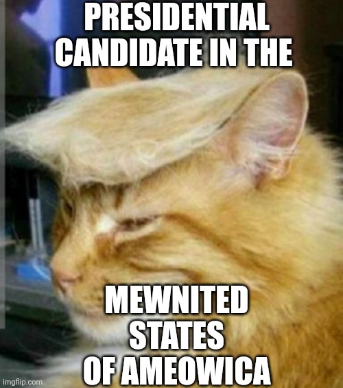 PRESIDENTIAL CANDIDATE | PRESIDENTIAL CANDIDATE IN THE; MEWNITED STATES OF AMEOWICA | image tagged in kitty cat | made w/ Imgflip meme maker