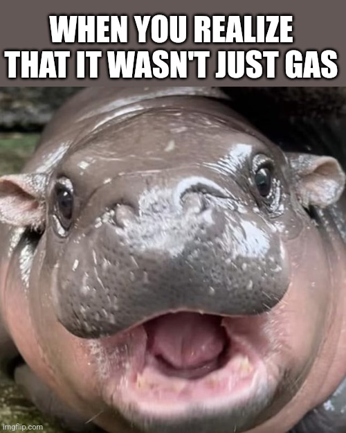 When you're sick, the bathroom is your permanent home now | WHEN YOU REALIZE THAT IT WASN'T JUST GAS | image tagged in moo deng gotta shit | made w/ Imgflip meme maker