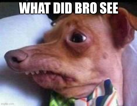lisp dog | WHAT DID BRO SEE | image tagged in lisp dog | made w/ Imgflip meme maker