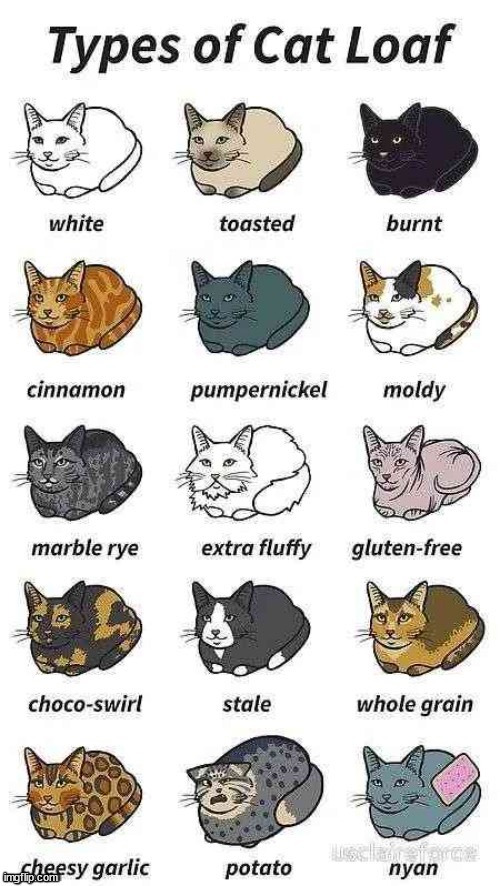 Types of loaf cats | image tagged in meow | made w/ Imgflip meme maker