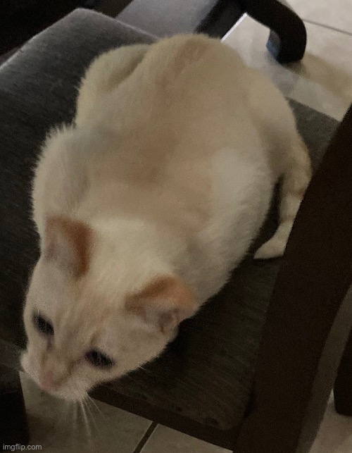 Here is cat | made w/ Imgflip meme maker