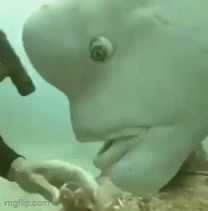 Shellfish Rude Gif this is me btw. if u even care. - Imgflip