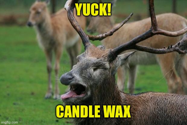 Disgusted Deer | YUCK! CANDLE WAX | image tagged in disgusted deer | made w/ Imgflip meme maker