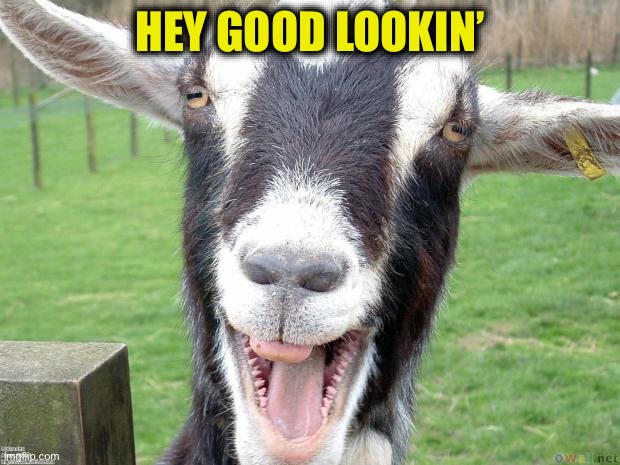 Funny Goat | HEY GOOD LOOKIN’ | image tagged in funny goat | made w/ Imgflip meme maker