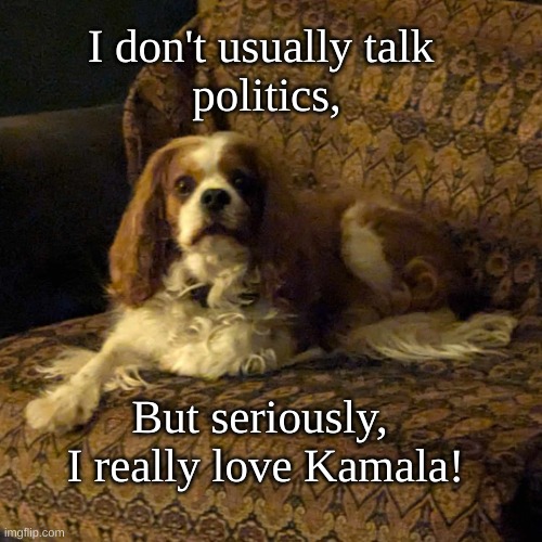 Charlie loves Kamala | I don't usually talk 
politics, But seriously, 
I really love Kamala! | image tagged in dogs for harris,k9s for kamala | made w/ Imgflip meme maker