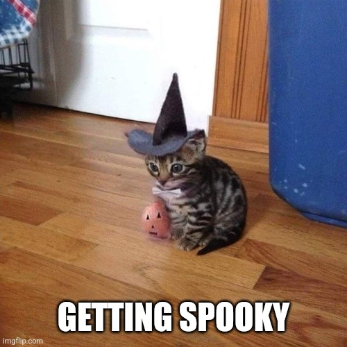 He getting in the spooky spirit | GETTING SPOOKY | image tagged in spooky month,spooky,cat | made w/ Imgflip meme maker