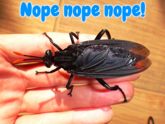 Nope nope nope | Nope nope nope! | image tagged in bugs,memes,yuck,scary,nope nope nope,ugh | made w/ Imgflip meme maker