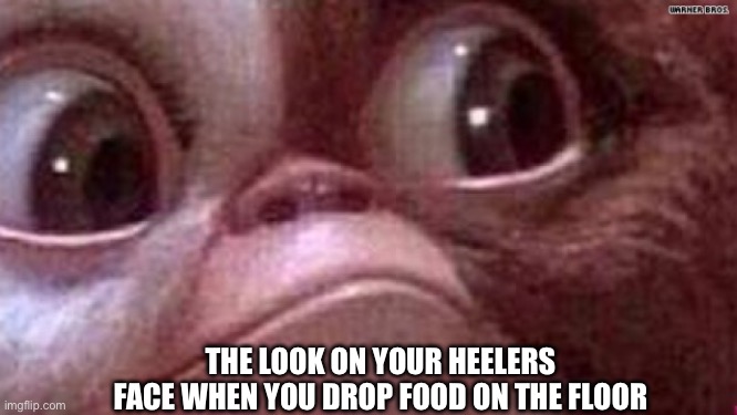 Dropped food on floor | THE LOOK ON YOUR HEELERS FACE WHEN YOU DROP FOOD ON THE FLOOR | image tagged in gremlin gizmo | made w/ Imgflip meme maker