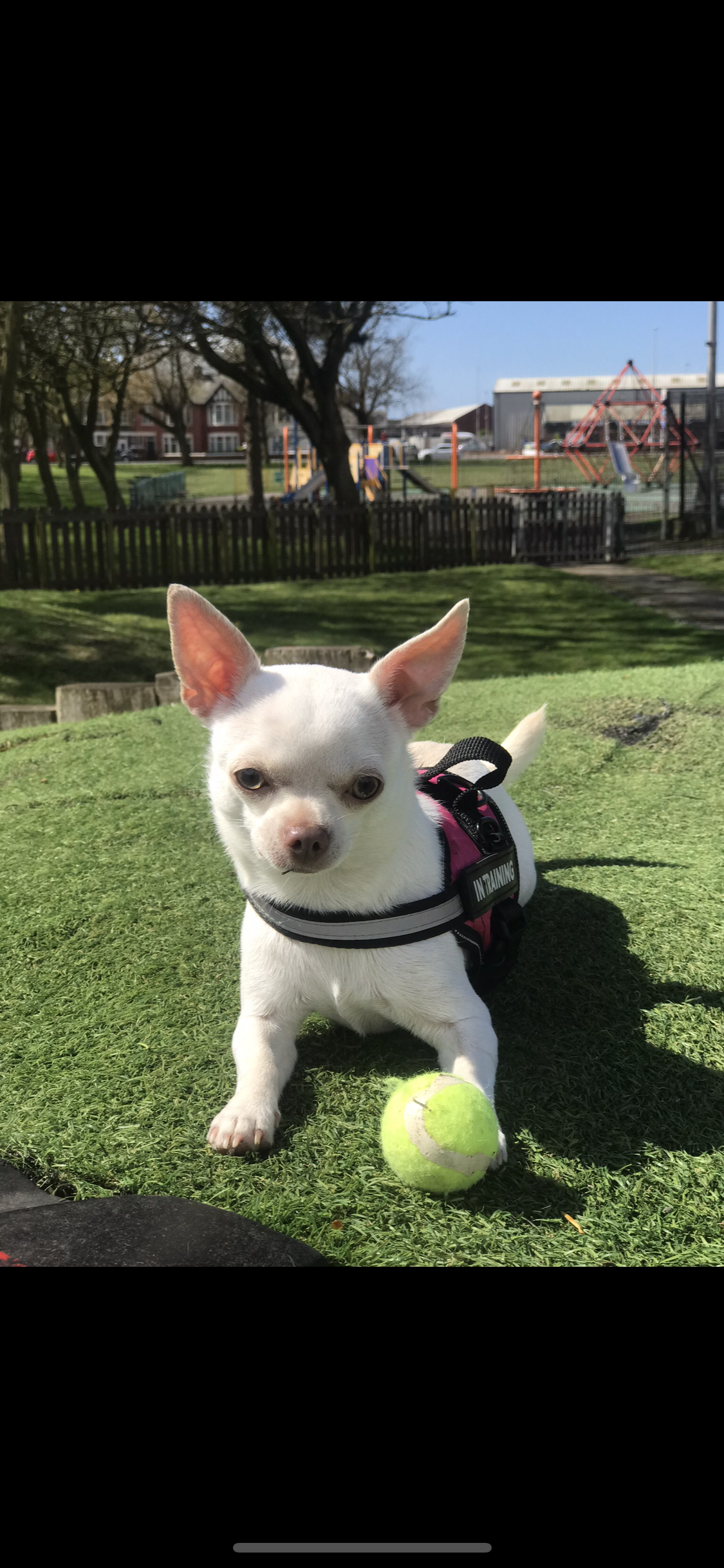 White chihuahua Blank Meme Template