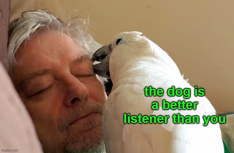 the dog is a better listener than you | made w/ Imgflip meme maker