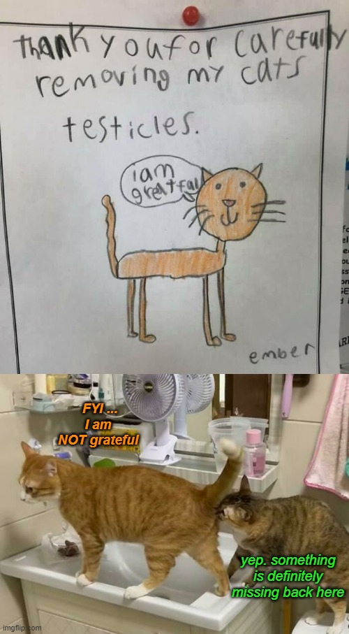 "Greatful" | FYI ...
I am NOT grateful; yep. something is definitely missing back here | image tagged in funny cat memes | made w/ Imgflip meme maker