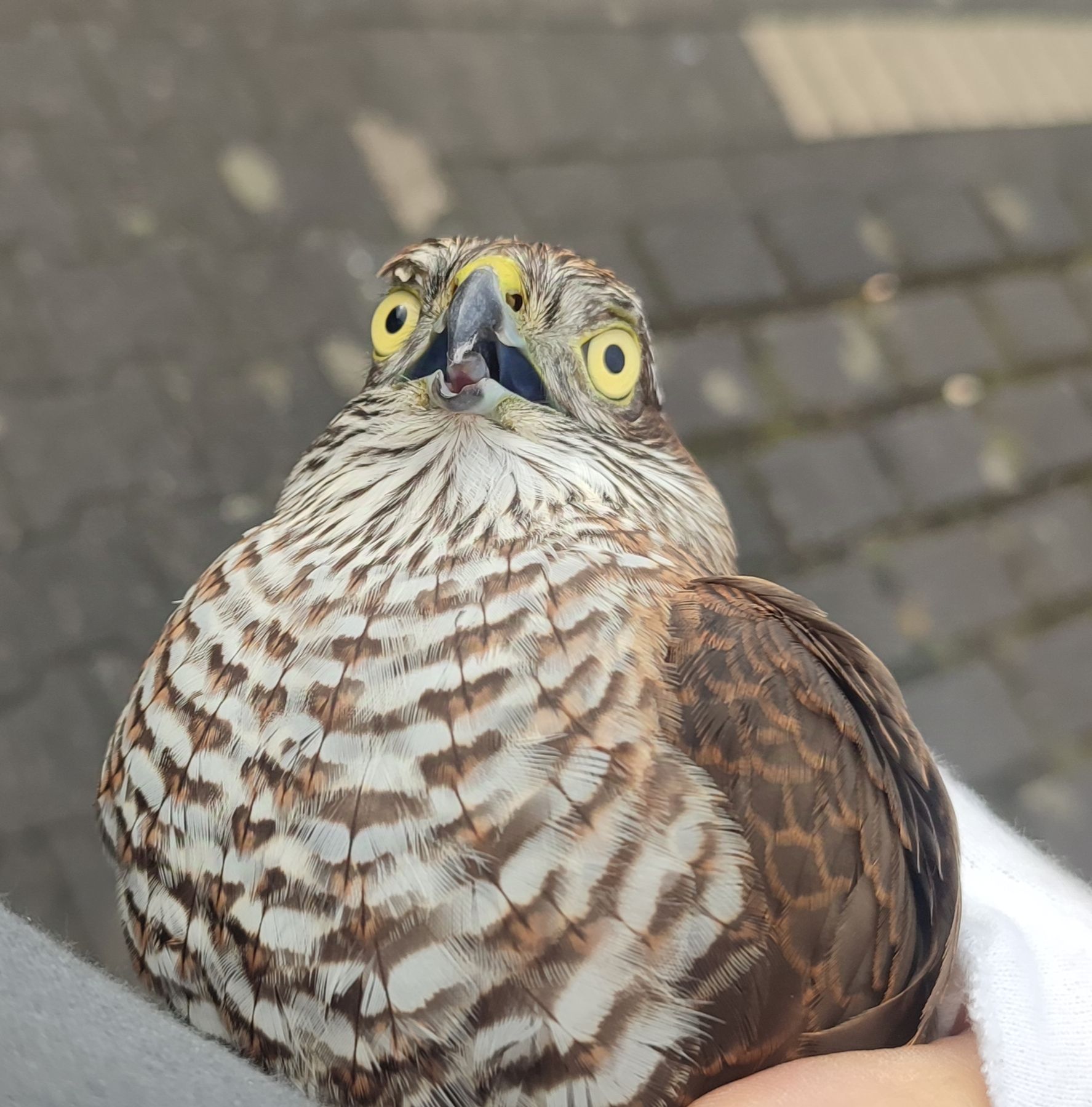 High Quality terrified bird Blank Meme Template