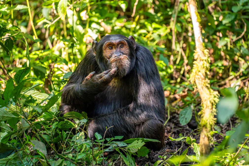 Thinking Chimp Blank Meme Template