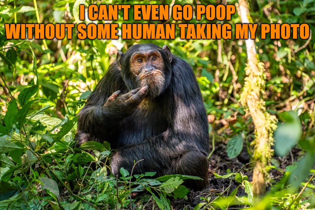 No privacy | I CAN'T EVEN GO POOP WITHOUT SOME HUMAN TAKING MY PHOTO | image tagged in poop,chimp,kewlew | made w/ Imgflip meme maker