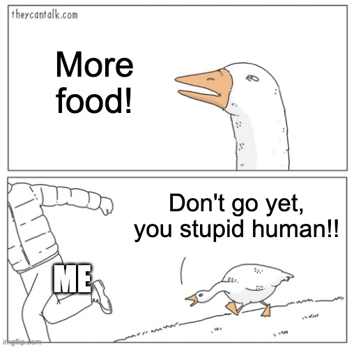 Goose chasing guy HD | More food! Don't go yet, you stupid human!! ME | image tagged in goose chasing guy hd | made w/ Imgflip meme maker