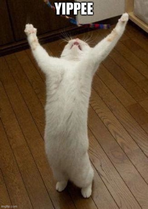 Hooray Cat | YIPPEE | image tagged in hooray cat | made w/ Imgflip meme maker