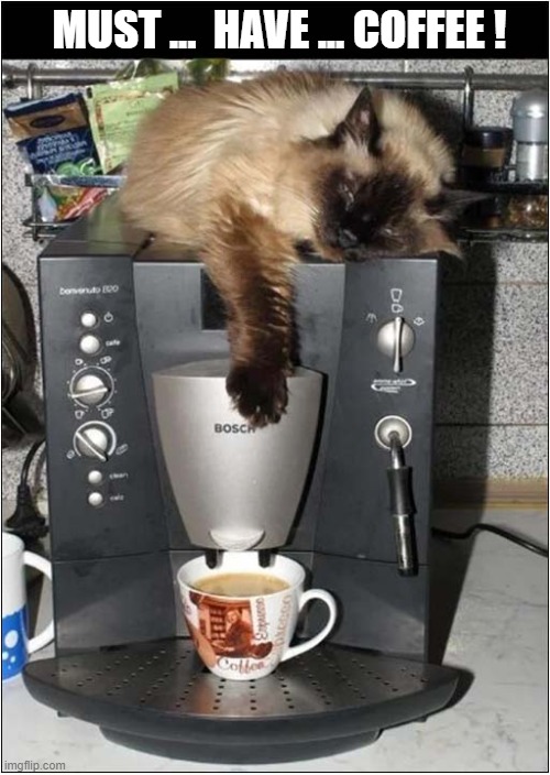 It's Monday Again ! | MUST ...  HAVE ... COFFEE ! | image tagged in cats,mondays,coffee | made w/ Imgflip meme maker