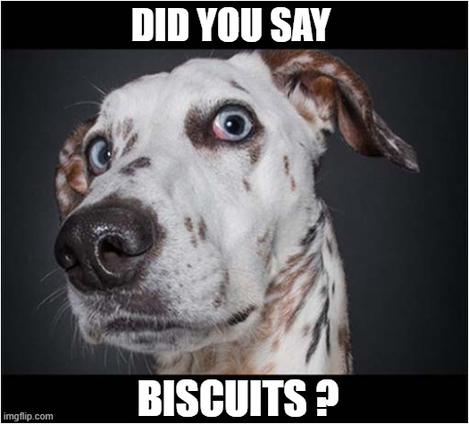 A Familiar Look ! | DID YOU SAY; BISCUITS ? | image tagged in dogs,look,biscuits | made w/ Imgflip meme maker