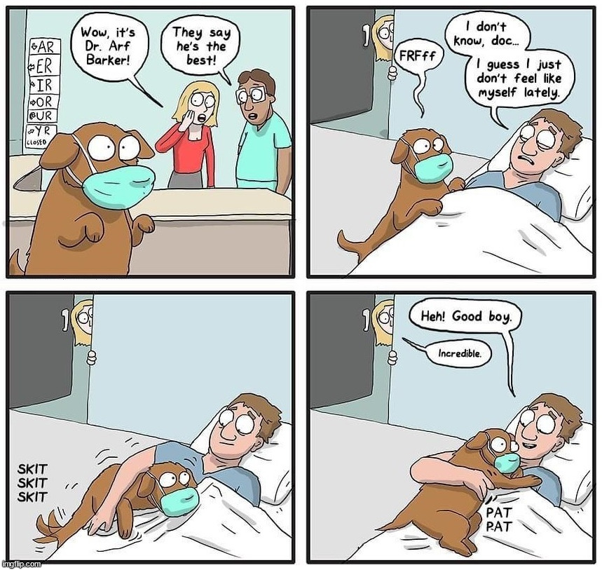 This dog is a healer | image tagged in comics/cartoons | made w/ Imgflip meme maker