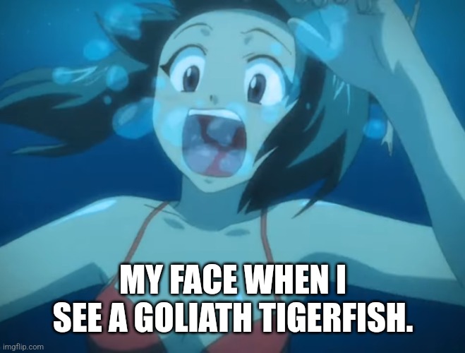 My face when I see a goliath tigerfish. | MY FACE WHEN I SEE A GOLIATH TIGERFISH. | image tagged in anime,swimming,drowning,anime girl,fish,animeme | made w/ Imgflip meme maker