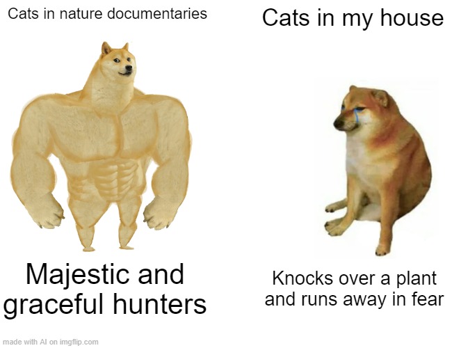 Cats be like: | Cats in nature documentaries; Cats in my house; Majestic and graceful hunters; Knocks over a plant and runs away in fear | image tagged in memes,buff doge vs cheems | made w/ Imgflip meme maker