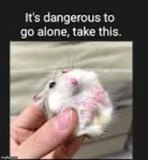 Stop scrolling, take the hamster | made w/ Imgflip meme maker