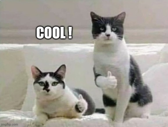 Thumbs up Cats | COOL ! | image tagged in thumbs up cats | made w/ Imgflip meme maker