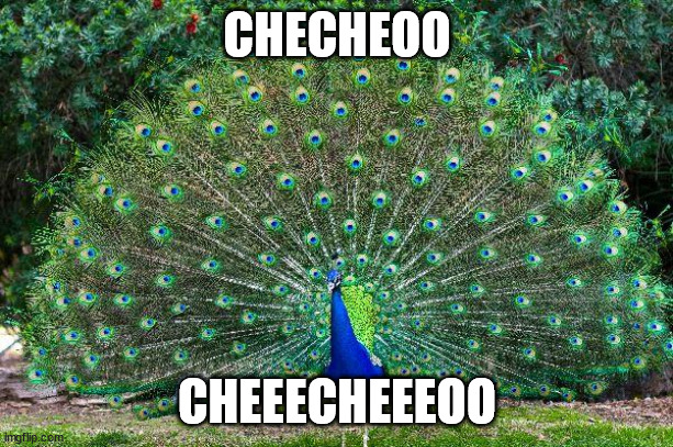 peacock | CHECHEOO; CHEEECHEEEOO | image tagged in peacock | made w/ Imgflip meme maker