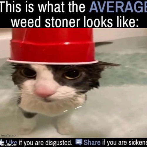what the AVERAGE weed stoner looks like (add your own image) | image tagged in what the average weed stoner looks like add your own image | made w/ Imgflip meme maker