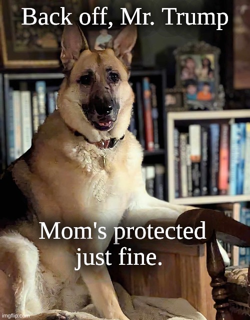 Mom's Protected | Back off, Mr. Trump; Mom's protected just fine. | image tagged in gsd,back off trump | made w/ Imgflip meme maker