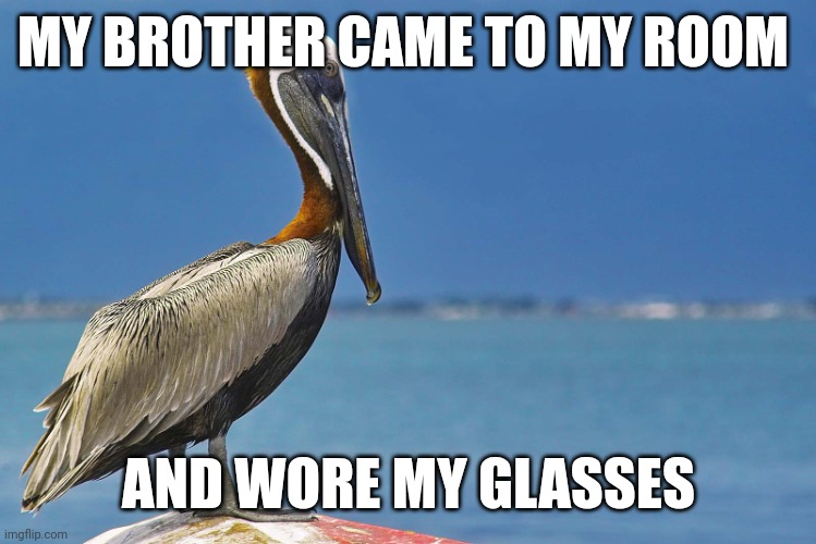 Pelican | MY BROTHER CAME TO MY ROOM; AND WORE MY GLASSES | image tagged in pelican | made w/ Imgflip meme maker