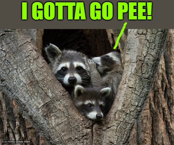 gotta go! | I GOTTA GO PEE! | image tagged in kewlew,pee | made w/ Imgflip meme maker