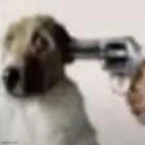 gun to my head | image tagged in dog gun | made w/ Imgflip meme maker