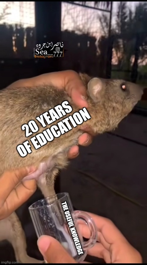 The rat's milk | 20 YEARS OF EDUCATION; THE USEFUL KNOWLEDGE | image tagged in milking rat | made w/ Imgflip meme maker